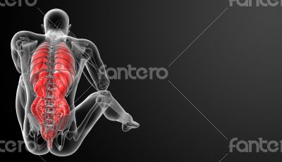 digestive system and Respiratory system 