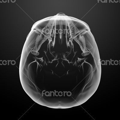 3d render skull on black background 