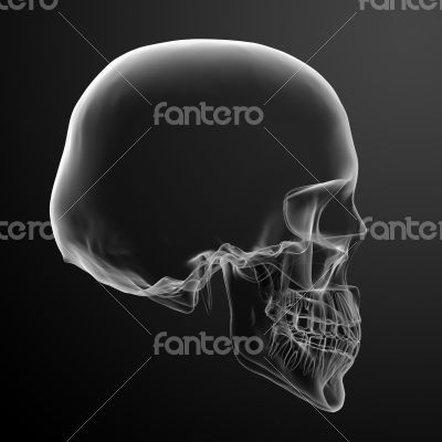 3d render skull on black background 
