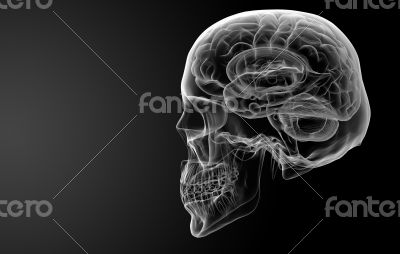 Human brain X ray 