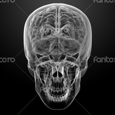 Human brain X ray 