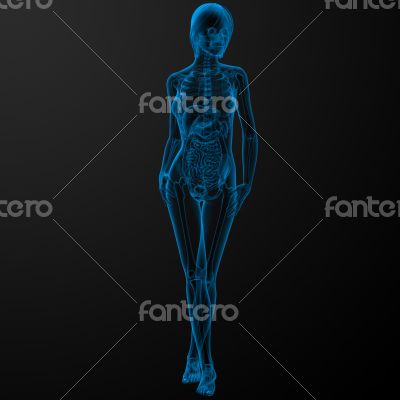 female anatomy