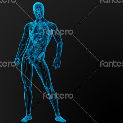 male anatomy