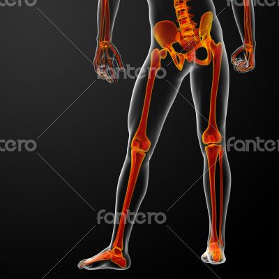 3d rendered red skeleton