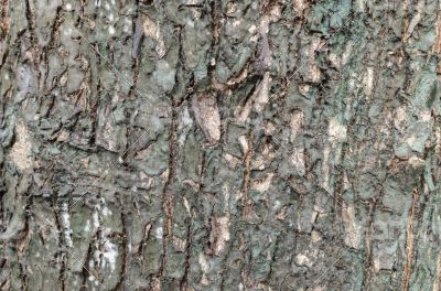 Tree skin texture