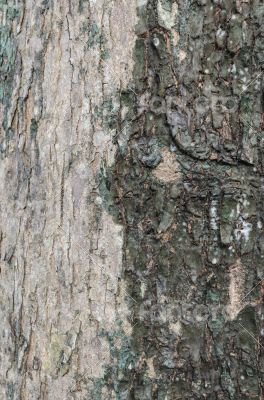 Tree skin texture