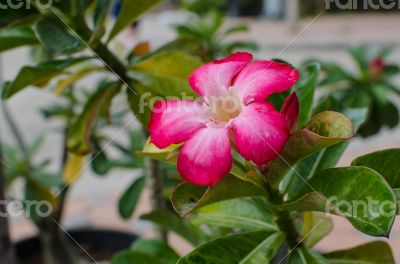 red impala lily or desert rose