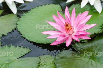 Bloom Pink lotus