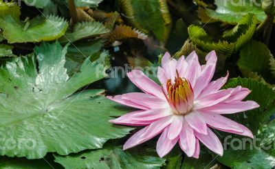 Bloom Pink lotus