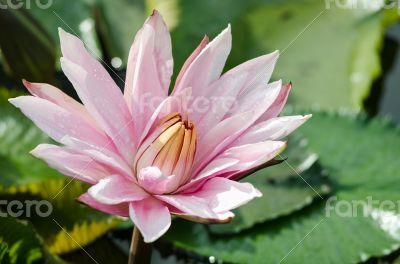 Bloom Pink lotus