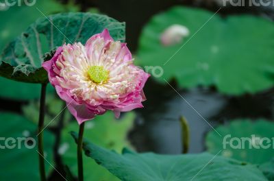 Bloom Pink lotus