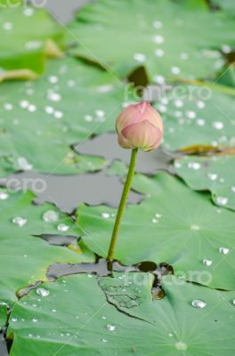 The beautiful white lotus thailand