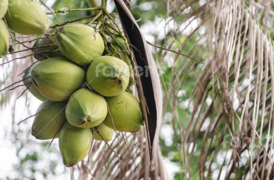 Coconuts Hanging on Palm Tree