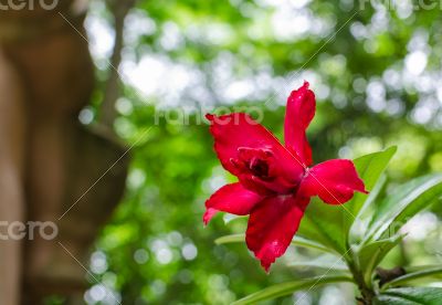 Desert Rose, Impala Lily, Mock Azalea pink flower