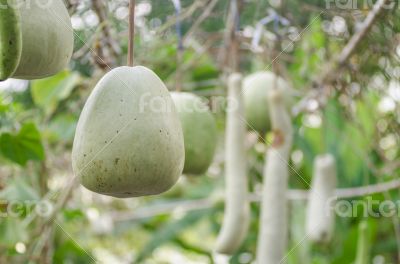 Bottle gourd
