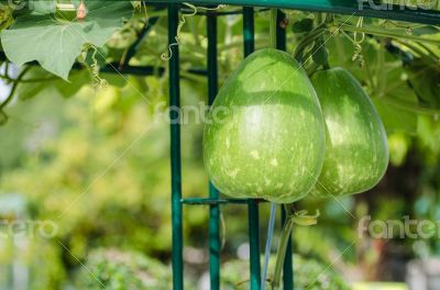 Bottle gourd