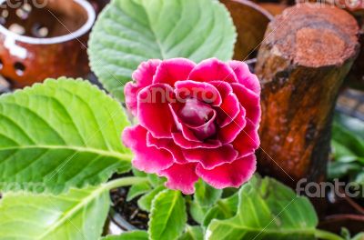 Pink gloxinia