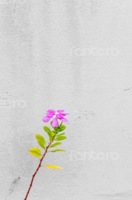 pink Madagasca Periwinkle or Rose Periwinkle.