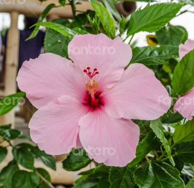 Pink hibiscus in garden.