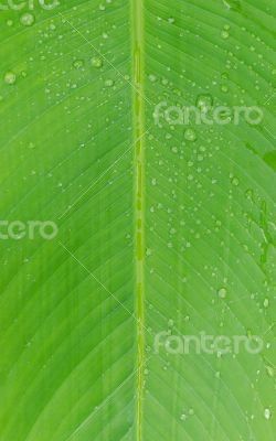 water drops on green leaf macro background