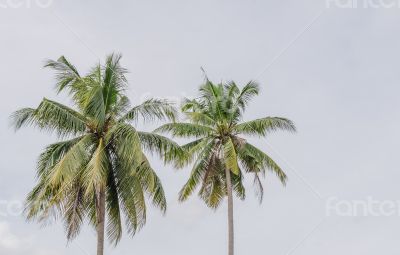 branches of coconut palms under blue sky