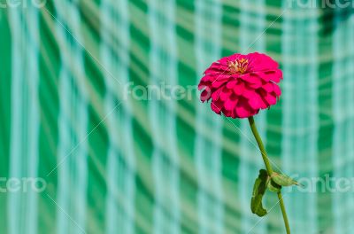 close up of pink zinnias