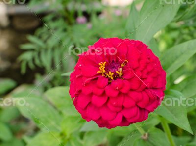 close up of pink zinnias