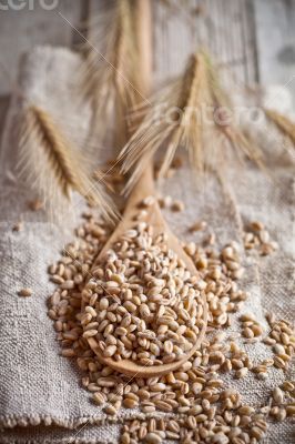 wheat grain in wooden spoon 