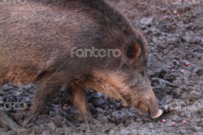 wild boar