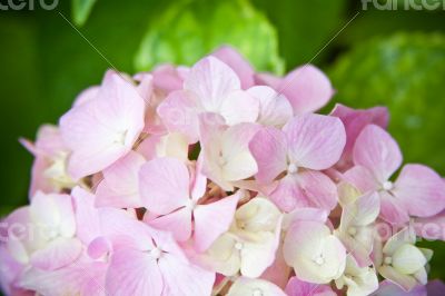 hydrangea flower