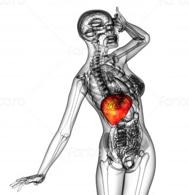 3d render medical illustration of the human liver