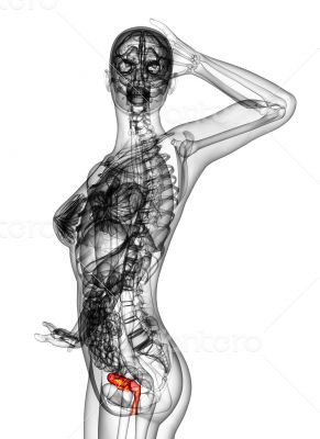 3d render illustration of the Reproductive System