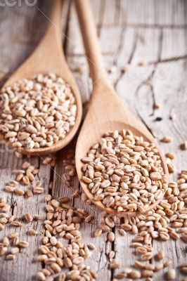 wheat grain in wooden spoons