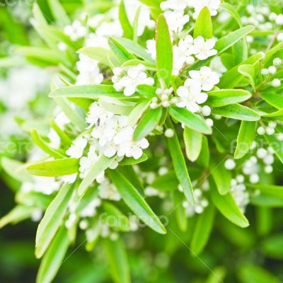 tree brunch with white flowers