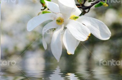  Close-up flower of Magnolia