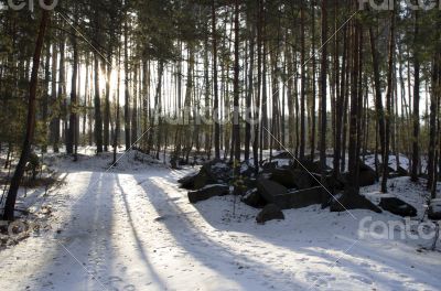 Sunset in the wood between the trees strains in winter period 