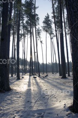 Sunset in the wood between the trees strains in winter period 