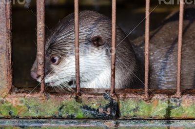 Otter in a cage