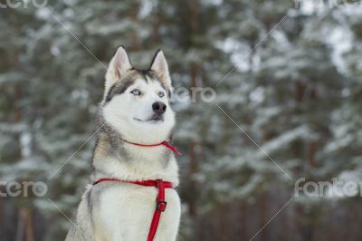 Siberian Husky