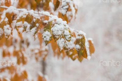 Yellow leaves in the winter.