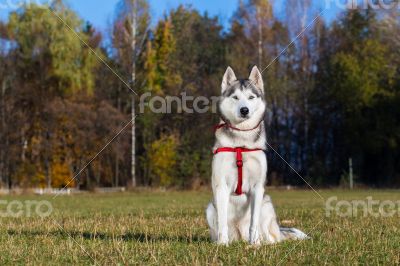 Siberian Husky