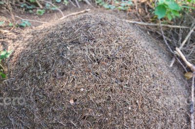  anthill