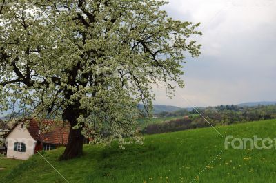 Austria Landscape