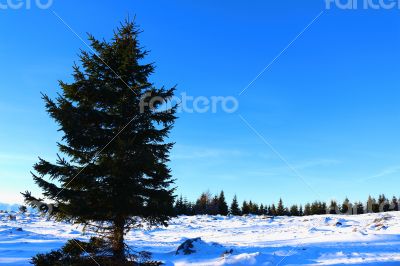 Austrian Forest