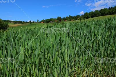 Green field