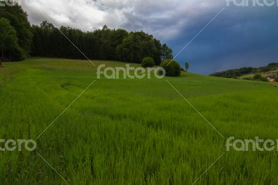 landscape of valley