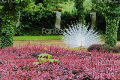 The white peacock