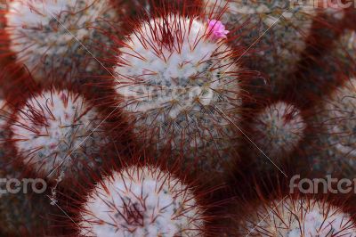 Cactus Plant