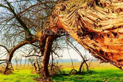 The Leaning Tree