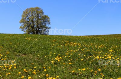 The lonely tree